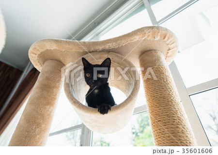 Cute black cat Cute black cat 35601606