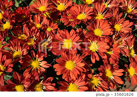 菊 35601626