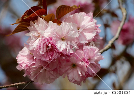 八重桜 関山 かんざん の写真素材