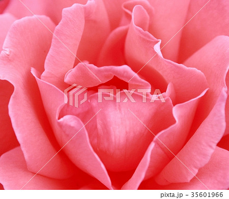 rose rose 35601966