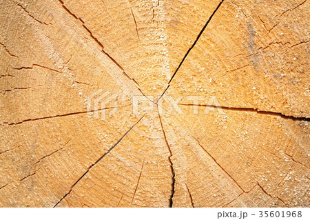 wood texture wood texture 35601968