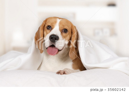 Beagle dog lying at home on the bed Beagle dog lying at home on the bed 35602142