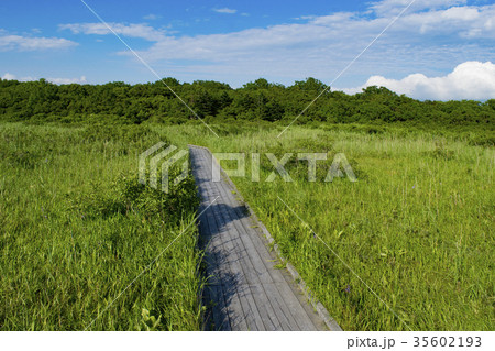 サロベツ原生園 木道 サロベツ原生園 木道 35602193