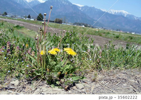 農道の脇に咲くたんぽぽ 35602222