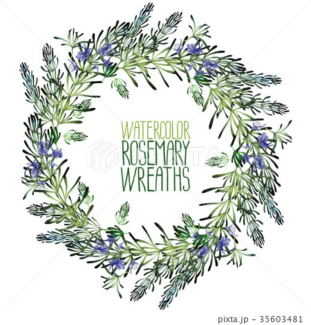 Watercolor rosemary wreath. 35603481