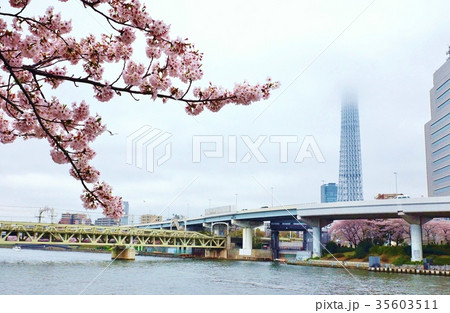 東京桜スポット観光スポット 雲に消えかかるスカイツリーと隅田テラスの桜 横位置の写真素材