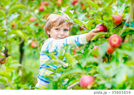 Little kid boy picking red apples on farm autumn 35603859