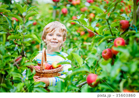 Little kid boy picking red apples on farm autumn 35603860