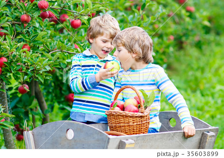 Two adorable happy little kids boys picking and 35603899