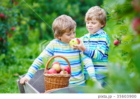 Two adorable happy little kids boys picking and 35603900