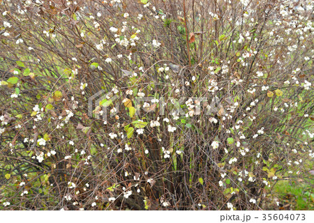 Bush with white berries in autumn. Bush with white berries in autumn. 35604073