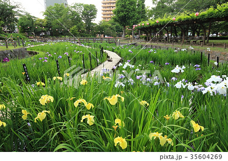 足立区しょうぶ沼公園 35604269