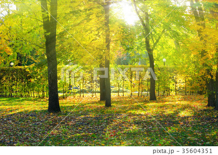 rays of sun make their way through trees in park rays of sun make their way through trees in park 35604351