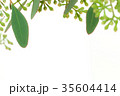 Leaves and buds of Eucalyptus isolated  35604414