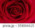 Close up of a beautiful red rose. 35604415