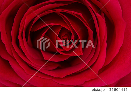 Close up of a beautiful red rose. 35604415