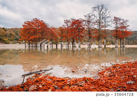 Red swamp cypresses, autumn landscape 35604728