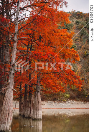Red swamp cypresses, autumn landscape Red swamp cypresses, autumn landscape 35604735