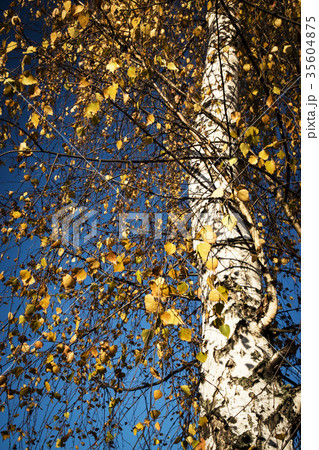 autumn in the crown of the birch tree 35604875