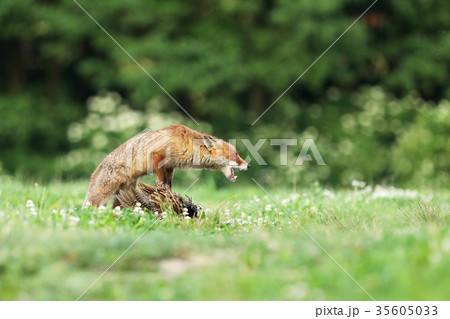 Red fox quarding prey on meadow - Vulpes vulpes 35605033