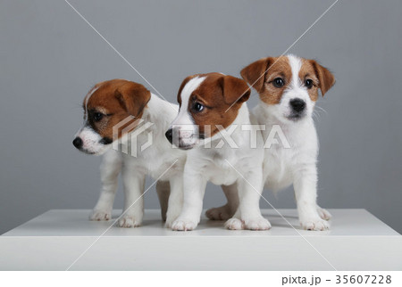 Cute jack russell terriers. Close up. Gray Cute jack russell terriers. Close up. Gray 35607228