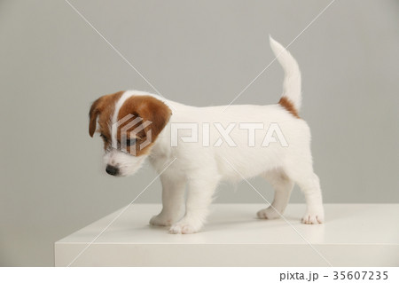 Jack russell terrier pup. Close up. Gray Jack russell terrier pup. Close up. Gray 35607235