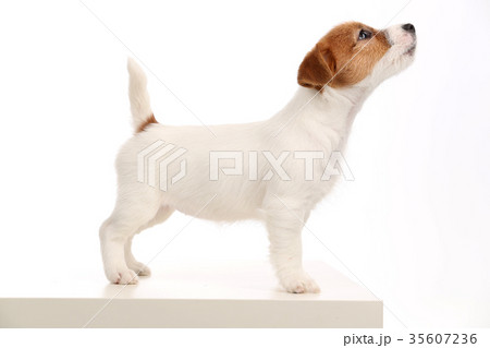 Jack russell standing profile. Close up. Gray Jack russell standing profile. Close up. Gray 35607236