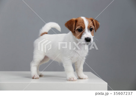 Jack russell terrier baby. Close up. Gray 35607237
