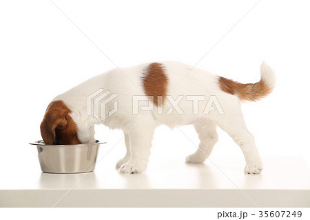 Jack russell puppy eating from a bowl. Close up Jack russell puppy eating from a bowl. Close up 35607249