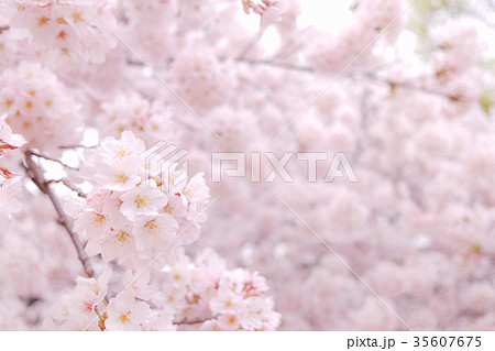 桜 35607675