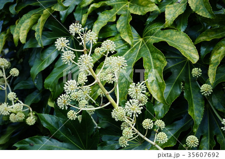 ヤツデの花 35607692