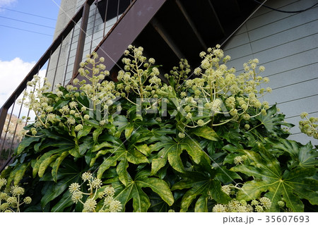 ヤツデの花 ヤツデの花 35607693