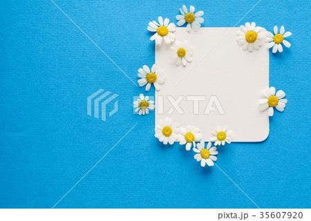 daisy flowers on the empty card 35607920
