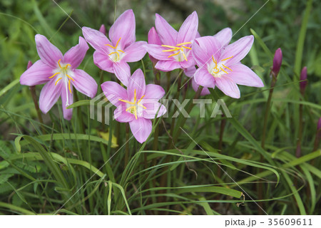 ゼフィランサス 35609611