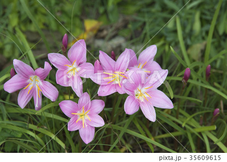 ゼフィランサス 35609615