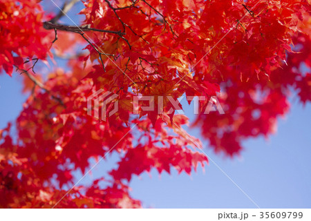 紅葉（空バック） 35609799