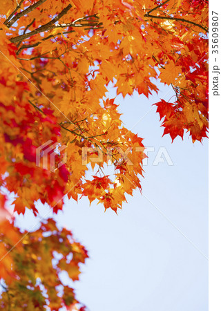 紅葉（空バック） 35609807