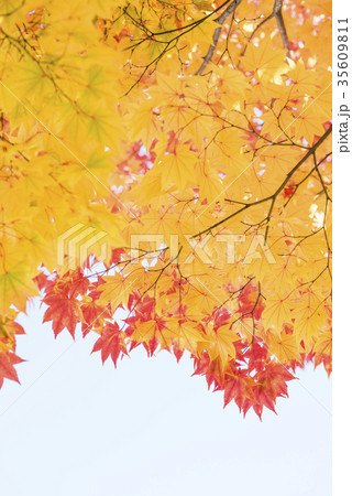 紅葉（空バック） 35609811