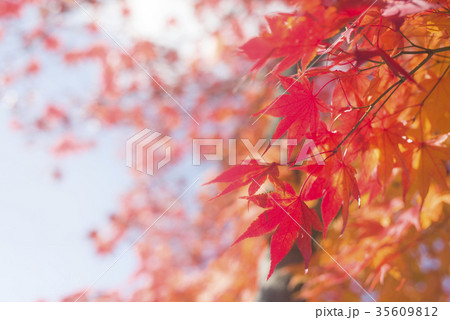 鮮やかな紅葉（+フレア） 35609812