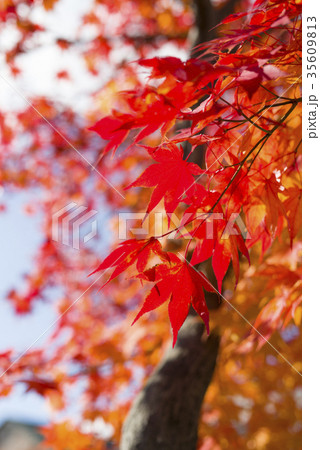 鮮やかな紅葉 35609813