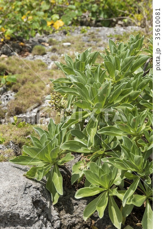 モンパノキ モンパノキ 35610081