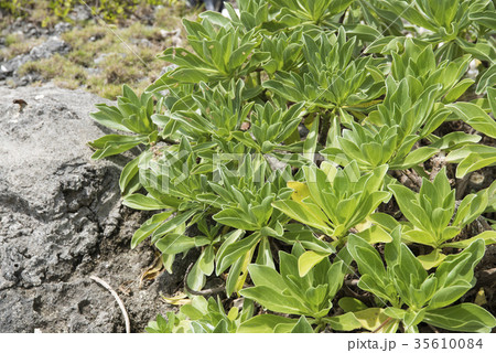 モンパノキ 35610084