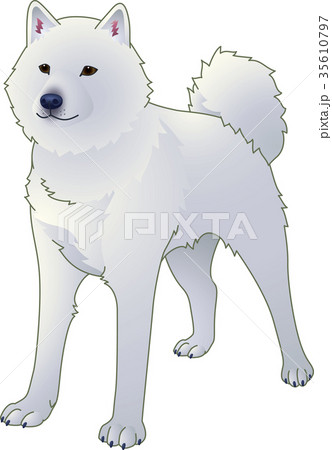 北海道犬 白のイラスト素材