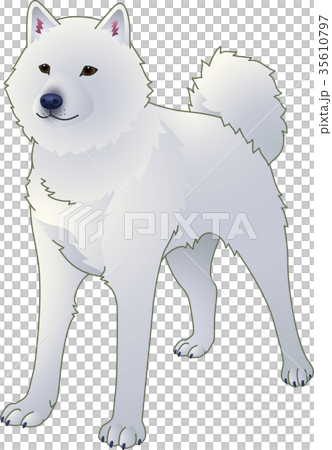 北海道犬 白のイラスト素材