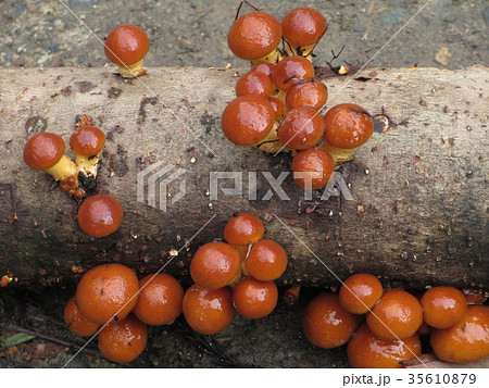 栽培したナメコ 35610879