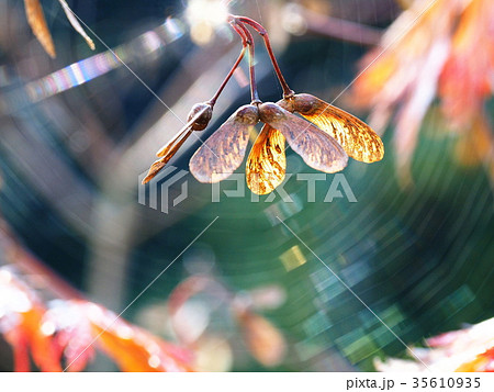 楓の種、虹色の蜘蛛の巣に囲まれて 楓の種、虹色の蜘蛛の巣に囲まれて 35610935