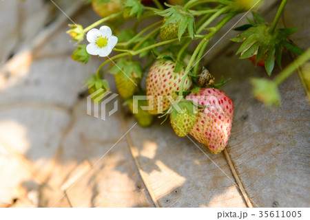 Fresh strawberry in the farm 35611005