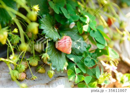 Fresh strawberry in the farm 35611007