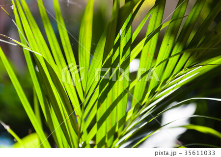 Sun shining through a radiating Palm leaf Sun shining through a radiating Palm leaf 35611033