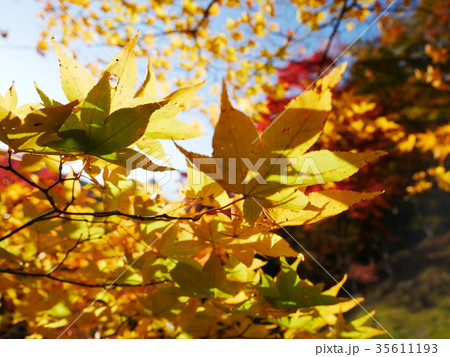 秋の紅葉 秋の紅葉 35611193